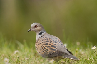 Turtle dove