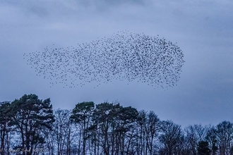 Starlings at Lackford Lakes