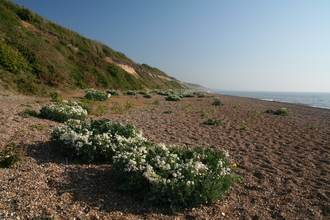 Suffolk Wildlife Trust