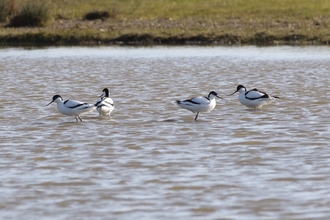 4 Avocets on Carlton Marshes scrapes
