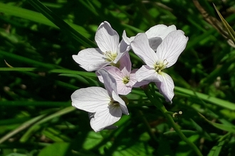 Cuckoo Flower