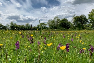 Suffolk Wildlife Trust