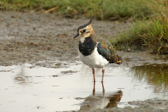 Lapwing - David Longshaw