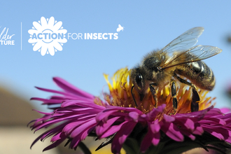 Action for insects Nick Upton