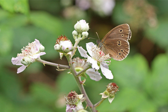 Ringlet butterfly by Steve Aylward