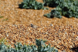 Ringed plover with 3 chicks at Shingle Street beach (photo: Andrew Excell)