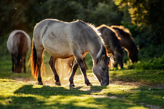 Konik ponies grazing - Craig Hollis 