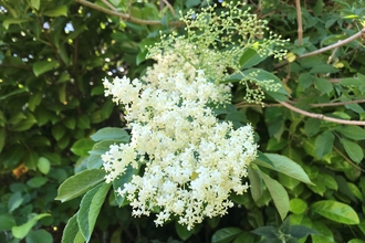 Elderflower fritters - Sara Holman 