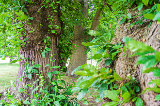 Sweet chestnut trees - John Ferguson 