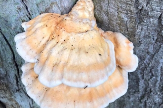 Chicken of the woods at Lound Lakes – Andy Hickinbotham