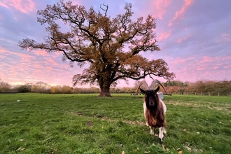 Bagot goat at sunset - Steve Aylward