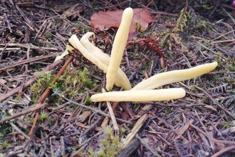Banana like fungi at Rendlesham Forest - David Stansfeld