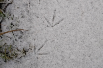 Bird prints in the snow - Ellen Shailes