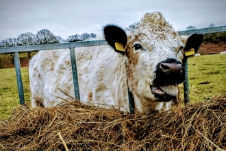 British white cow at Church Farm - Dan Doughty
