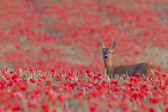 Kevin Sawford roe deer