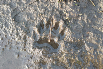 Badger print at Dingle Marshes – Jamie Smith 