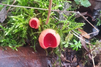 Scarlet elf cup at Lackford Lakes – Joe Bell-Tye