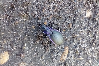 Violet ground beetle, David Stansfield