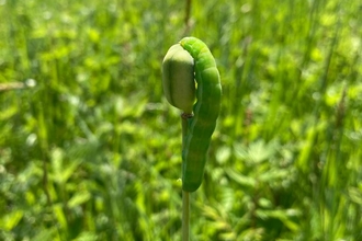 Big green caterpillar eating a fritillary seed head - Ben Calvesbert