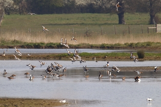 Trimley Marshes - Andrew Excell