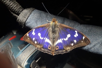 Purple emperor at Bull's Wood - Alex Lack