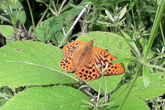 Silver washed fritillary at Bradfield Woods - Alex Lack