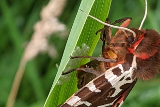 Garden tiger moth at Dingle Marshes - Jamie Smith