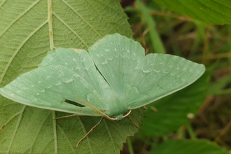 Large emerald moth – Dan Doughty
