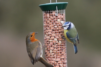 Robin and blue tit on bird feeder