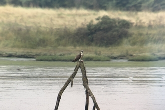 Osprey on River Blyth estuary - Steve Chadwick