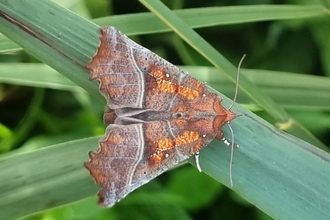 Herald moth – Joe Bell-Tye