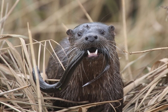 Otter and eel at Carlton Marshes - Andrew Easton