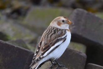 Snow bunting - Carl Earrye