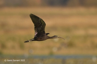 Glossy ibis at Carlton Marshes - Gavin Durrant