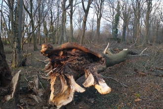 Fallen tree at Reydon Woods - Jamie Smith
