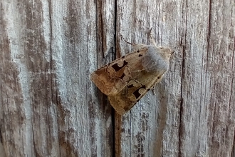 Hebrew character moth - Dan Doughty