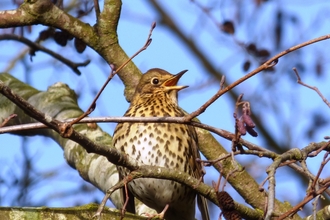 Song thrush 