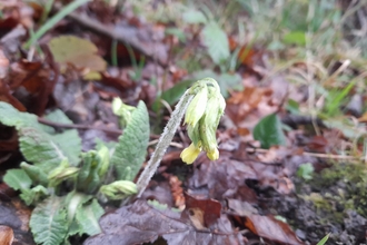 Oxlip at Bradfield Woods - Alex Lack