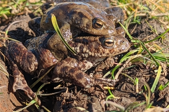 Mating toads - Jamie Smith