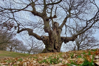 Ancient oak tree, Graham Hart