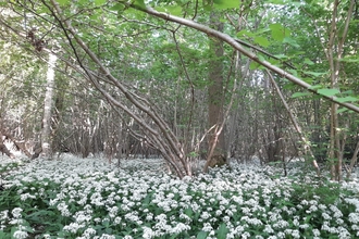 Wild garlic at Bradfield Woods – Alex Lack