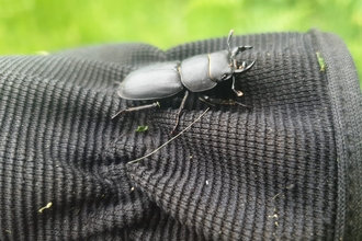 Male lesser stag beetle at Newbourne Springs - Rachel Norman 
