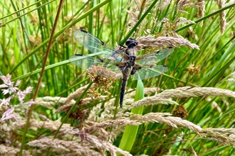 Four Spotted Chaser Dragonfly