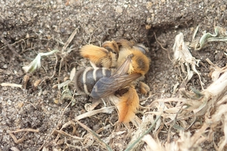 Pantaloon bee at Lackford Lakes - Hawk Honey