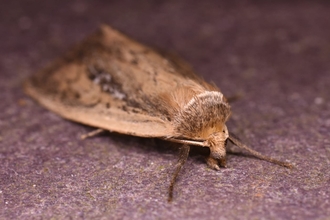 White mantled wainscot moth – Anthony Wren 