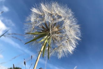 Goat's beard, Lound Lakes, Andy Hickinbotham, July 22