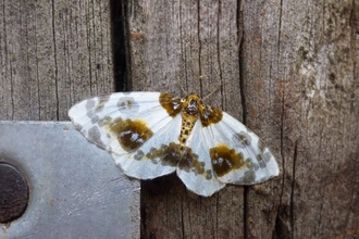 Clouded magpie moth – Michael Andrews 