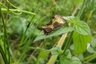 Burnished brass moth at Snape Marshes – Rachel Norman 