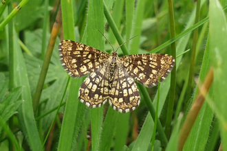 Latticed heath moth at Snape Marshes - Rachel Norman