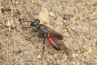 Miscophus bicolor – Hawk Honey 